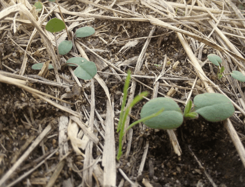Checking In on the Alfalfa