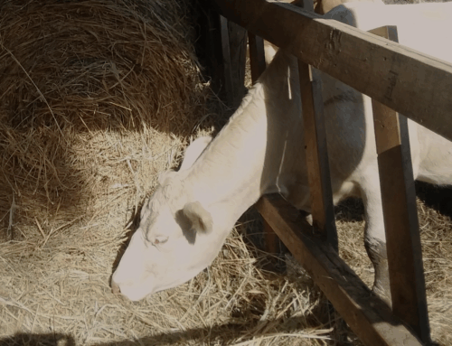 Switching to the Winter Feeding Schedule Early