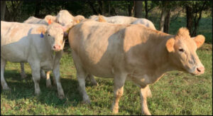 Beef for sale Columbus Indiana Free Delivery